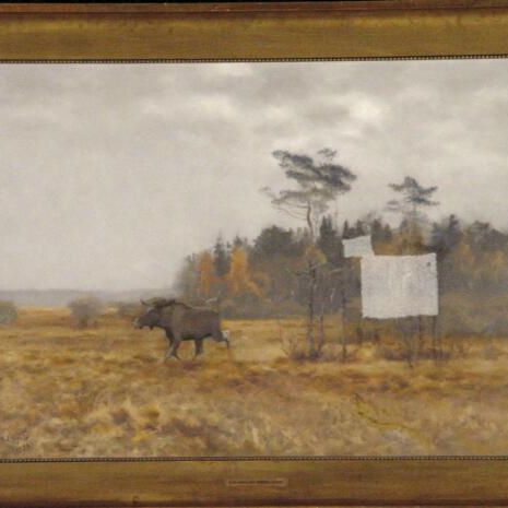Eland wisselend over een moeras in Zweden