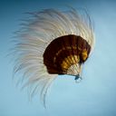 Object Image Thumbnail