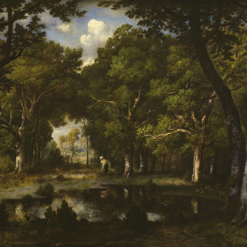 Pond in the Woods