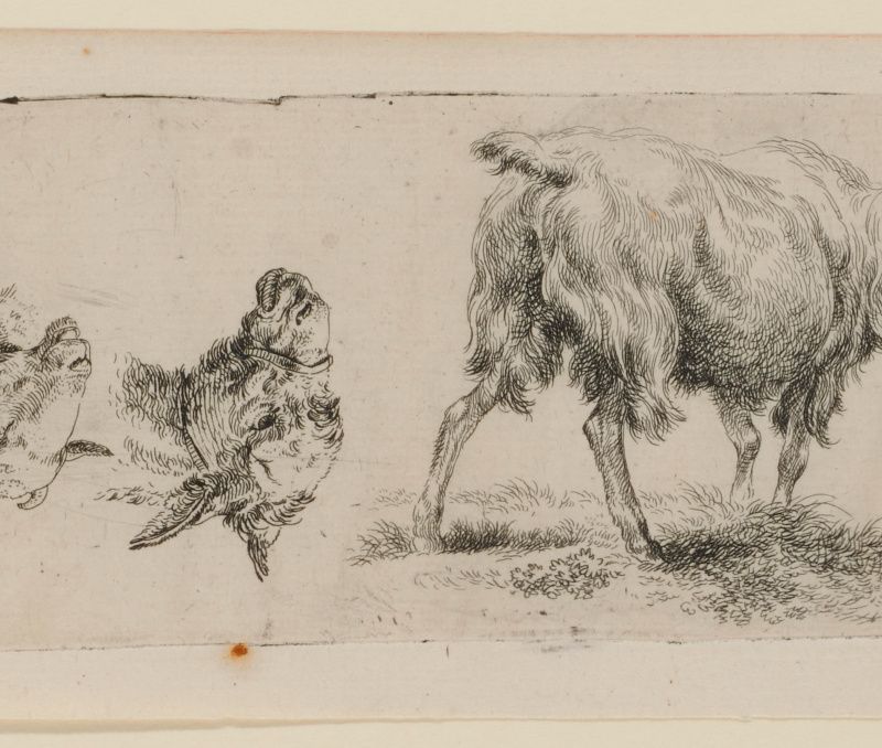 Sheet Of Studies With Standing Goat Left And A Donkey And Sheep Head Right (Upside Down)