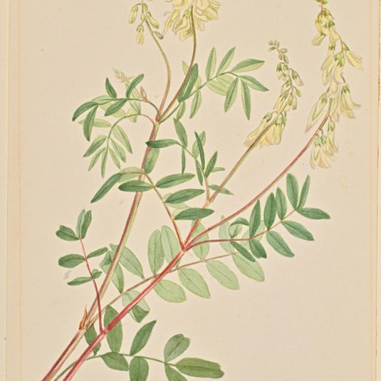 Hedysarum (Hedysarum sulphurescens)