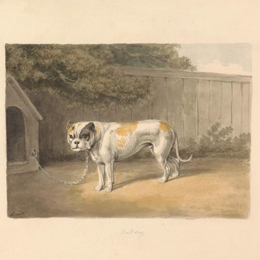 A Bulldog