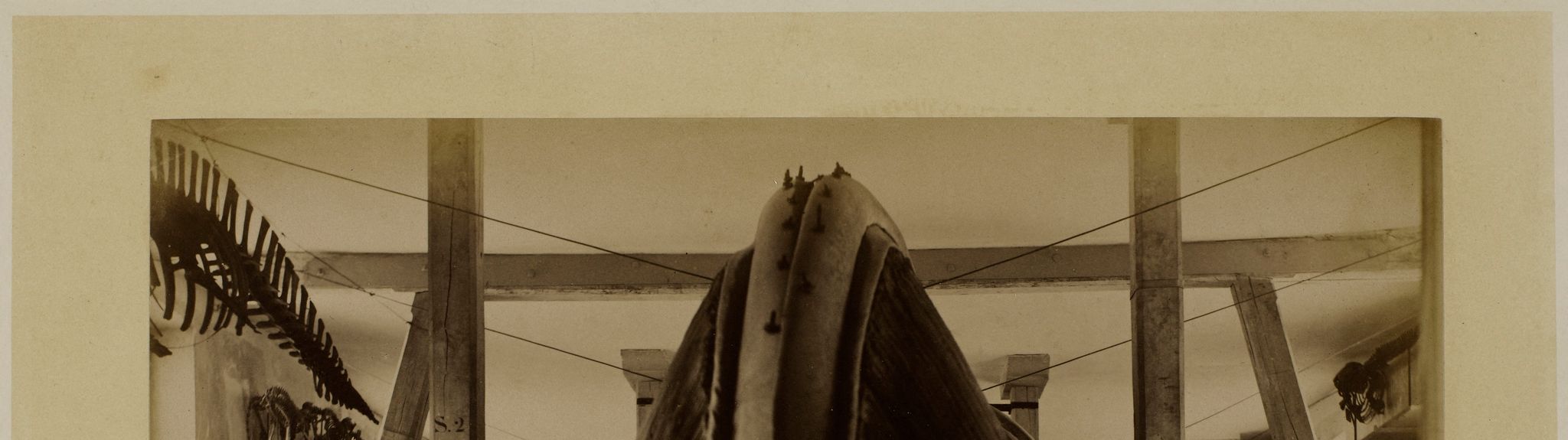 Réserve de squelettes d'animaux préhistoriques, Muséeum National D'Histoire Naturelle, jardin des plantes, 5ème arrondissement.