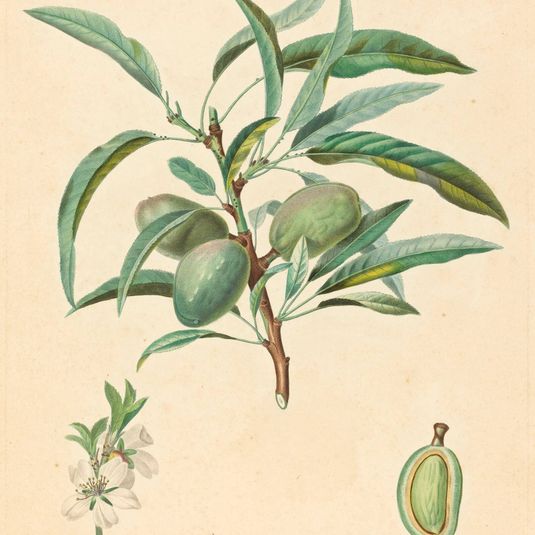 Amandier d'Italie