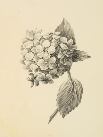 Object Image