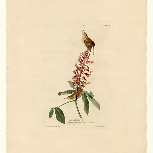 Plate 78 Great Carolina Wren