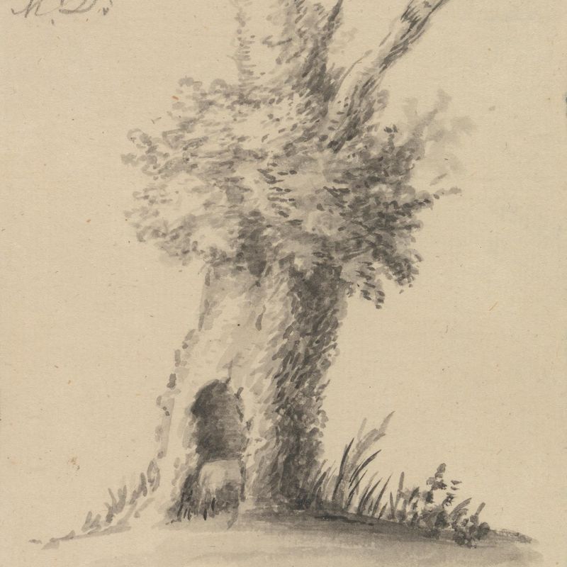 Hollow Tree