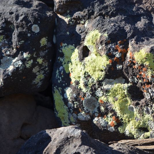 Lichen and Petroglyphs