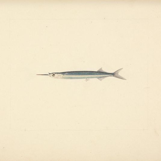 Unidentified Fish