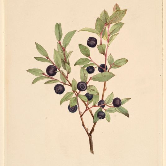 Big Whortleberry (Vaccinium membranaceum)