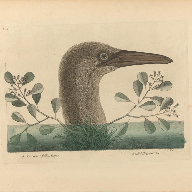 An Thymelaea foliis obtusis; Anseri Bassano &c: The Great Booby, Plate 86 from the 'Natural History of Carolina, Florida and the Bahama Islands', volume I, 2nd edition, London 1754