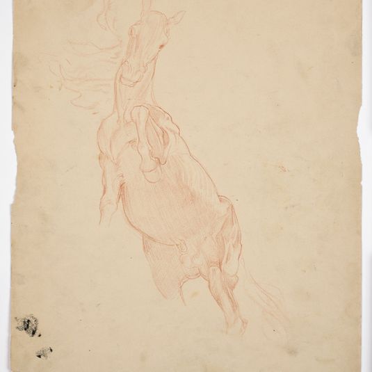 Study of a Leaping Horse