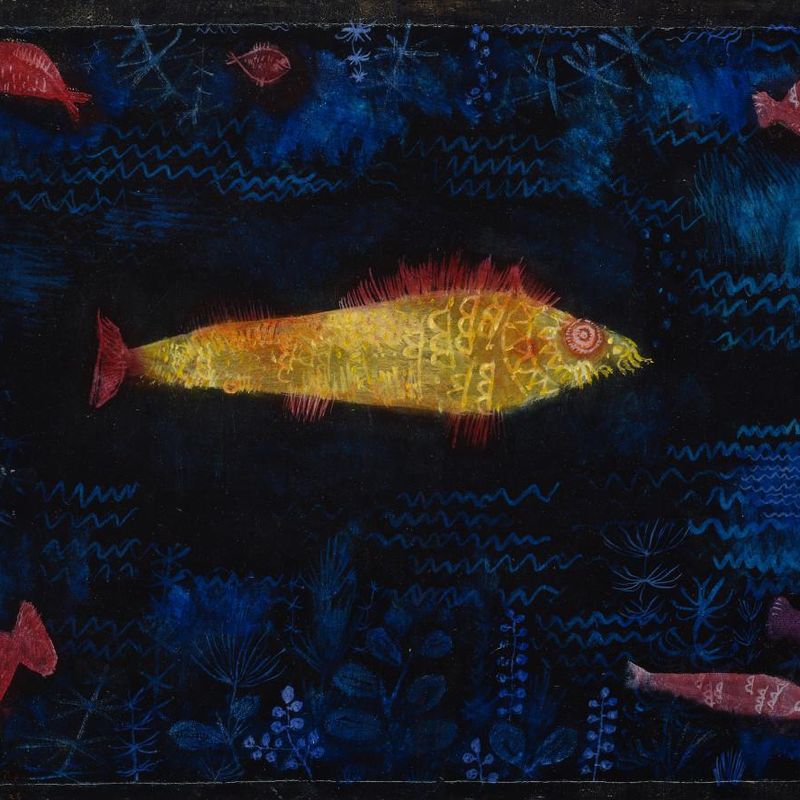 The Goldfish