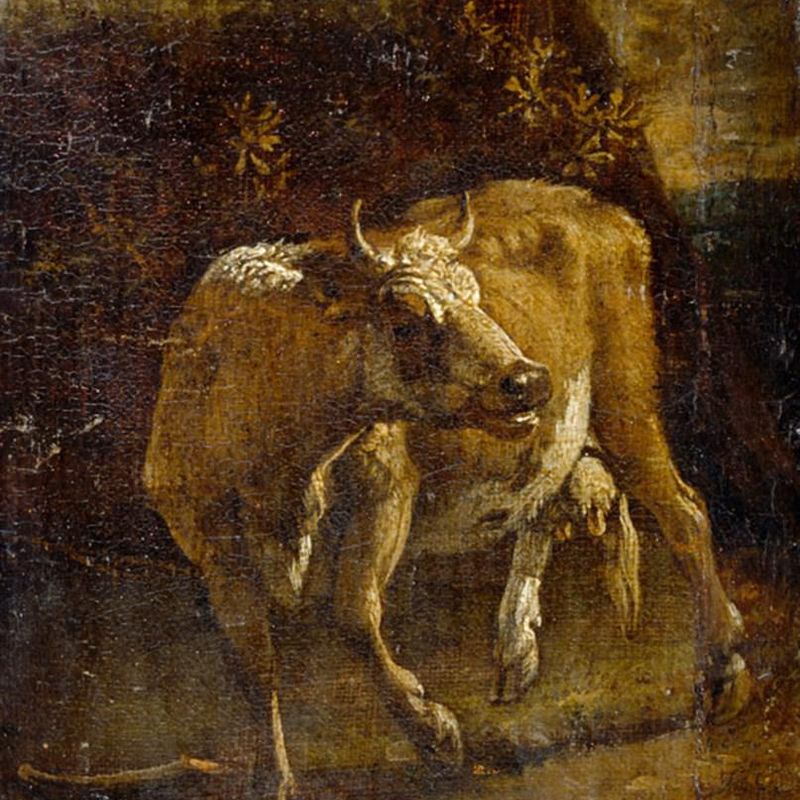 A Cow