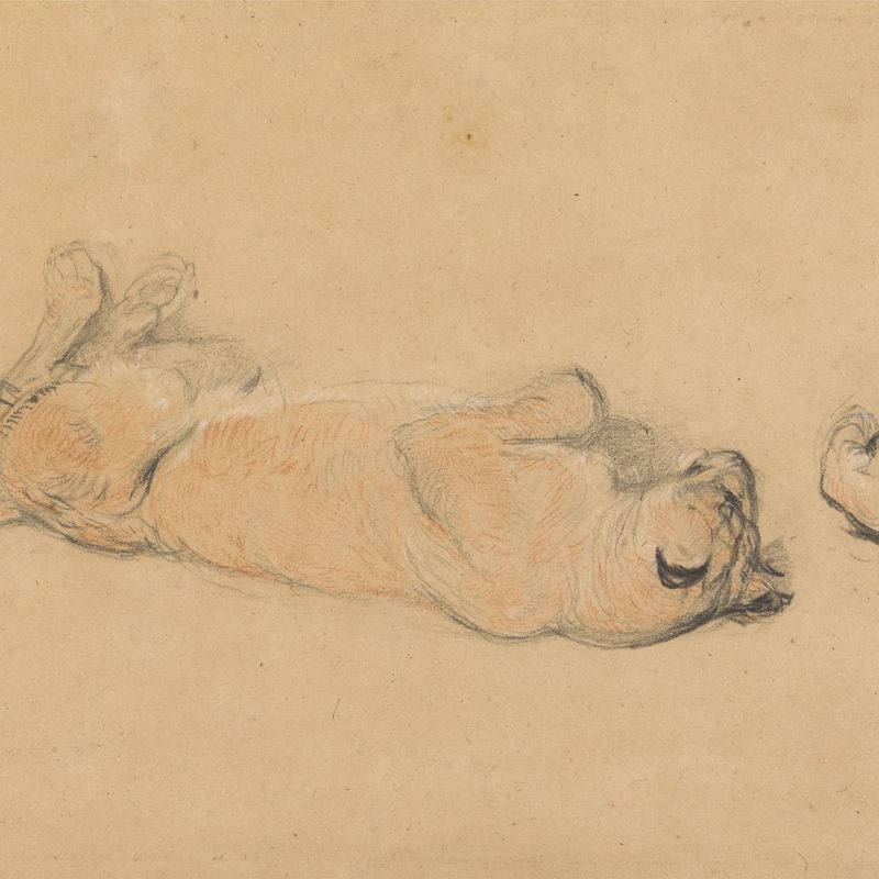 Lions at Play