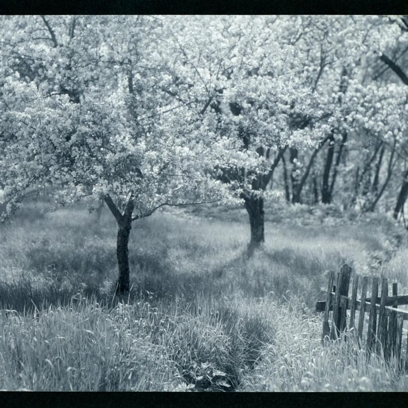 Apple Trees in Blossom