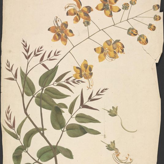 Cassia Fistula (Purging cassia): finished drawing of leafy shoot with flowers