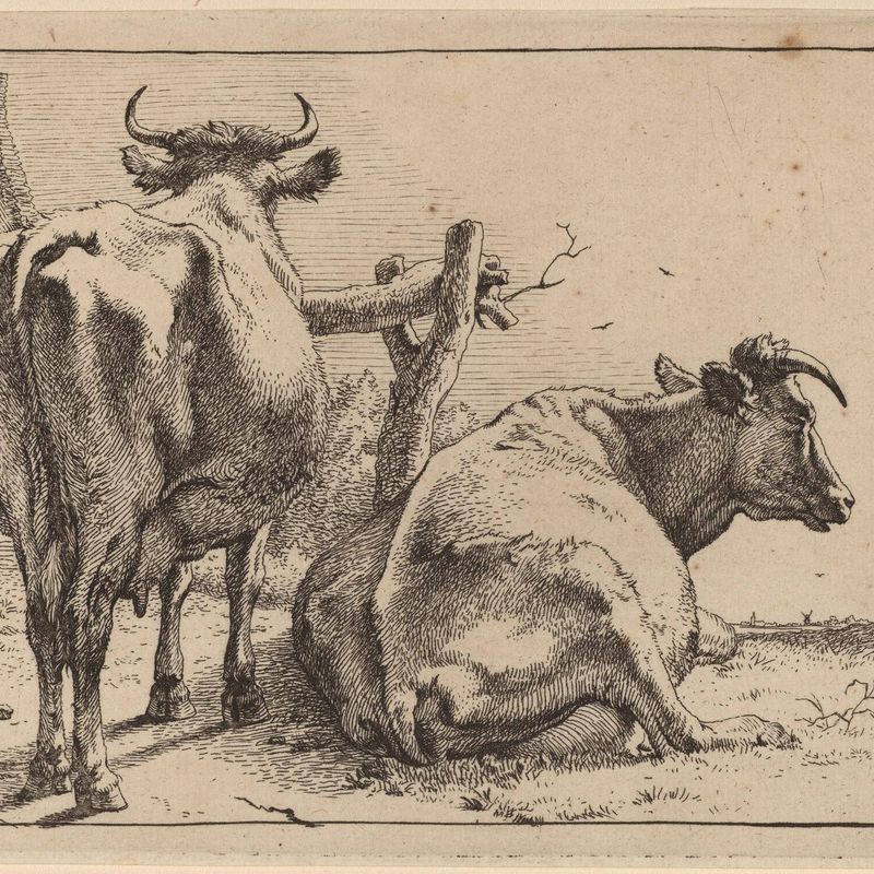 Two Cows Seen from Behind