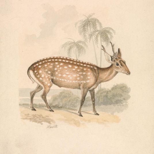 Hog Deer