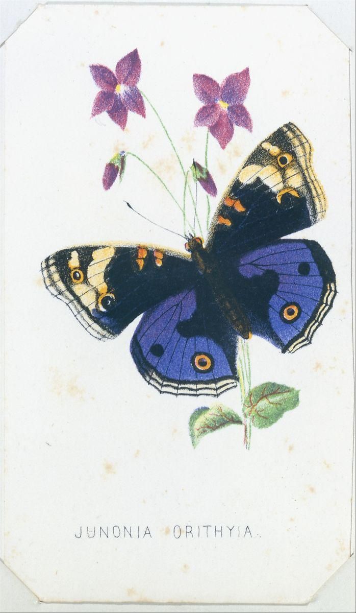 Object Image