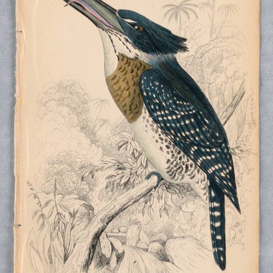 Great African Kingfisher, Plate 11 from Birds of Western Africa
