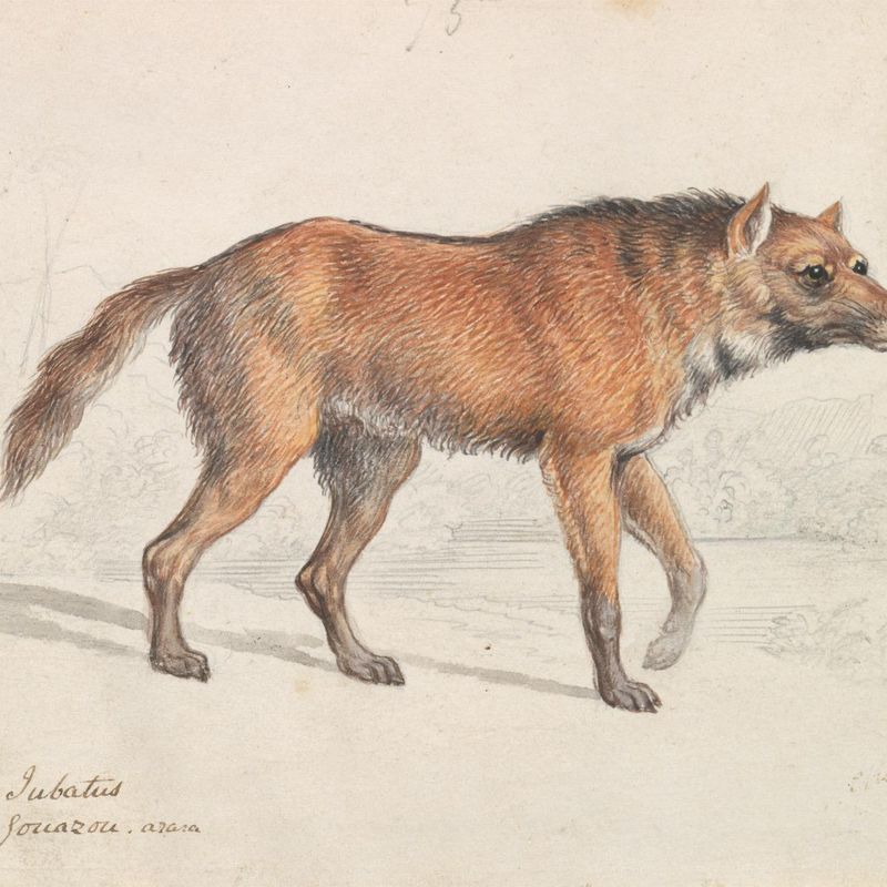 Maned Wolf