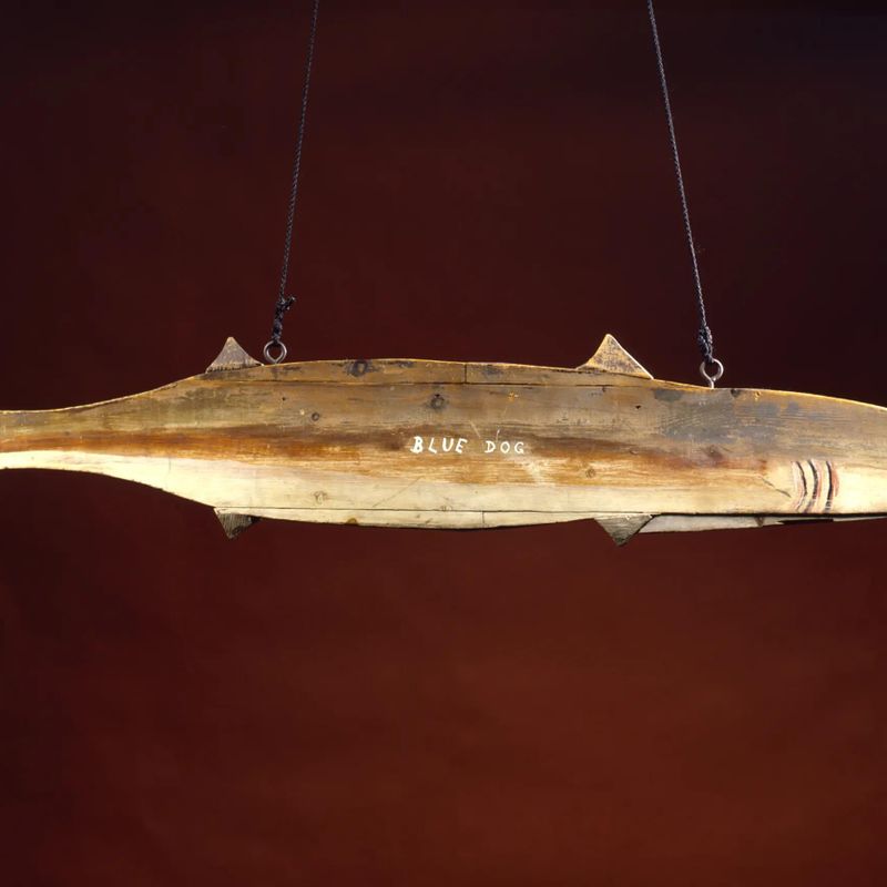"BLUE DOG" Shark