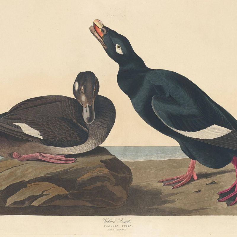 Velvet Duck