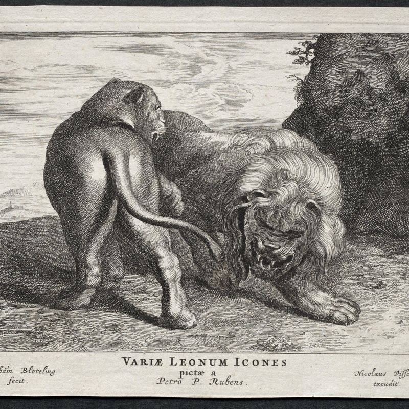 Various Lions