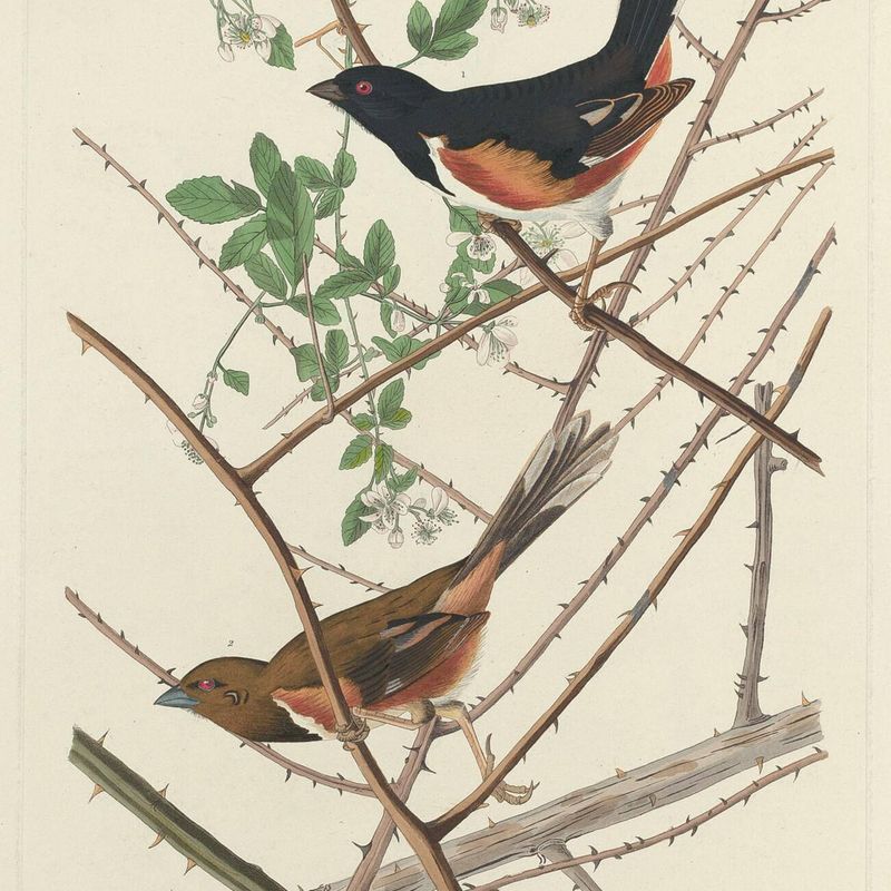 Towee Bunting