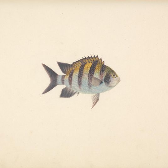 Unidentified Fish