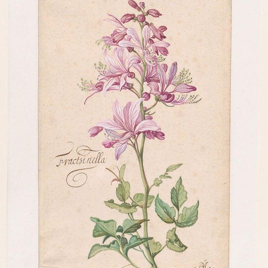 A Dictamnus