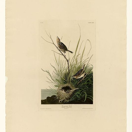 Plate 149 Sharp-tailed Finch