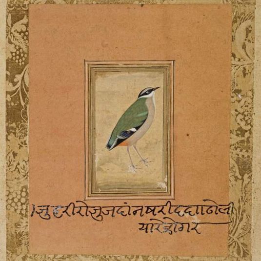 Green bird (Indian Pitta (Pitta brachyura*) standing facing right
