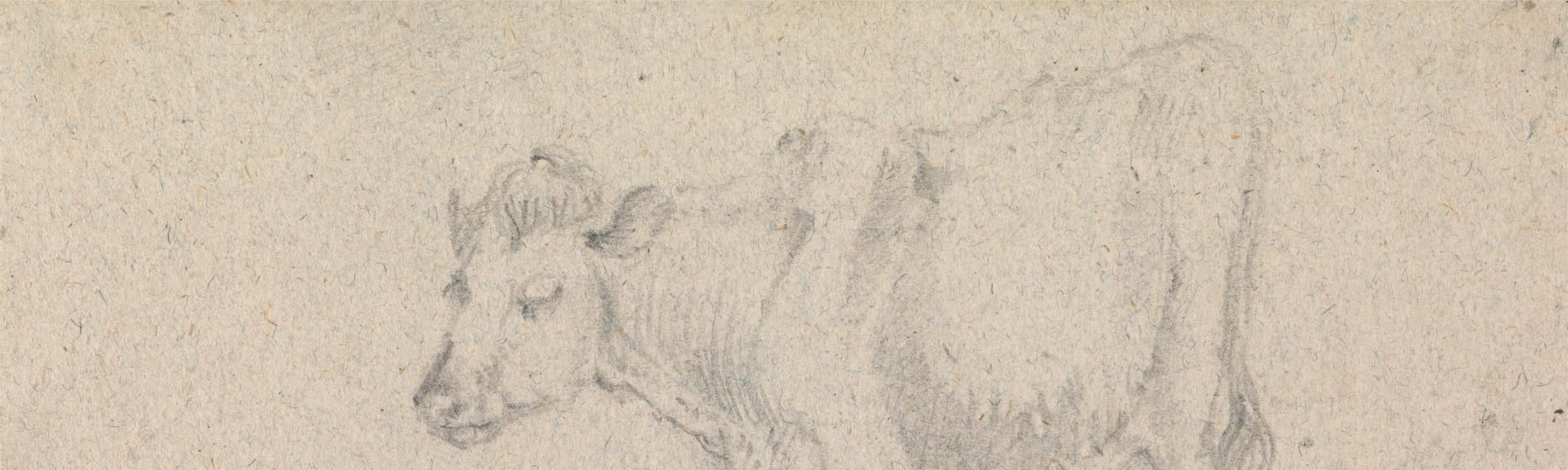 A Cow