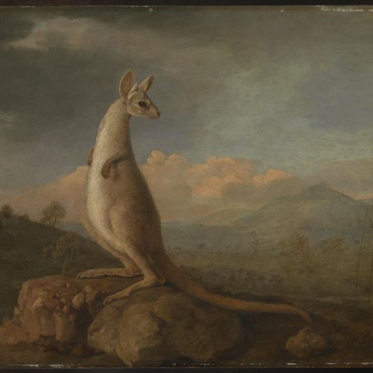 'The Kongouro from New Holland' (Kangaroo)