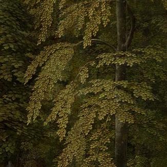 Wooded Landscape
