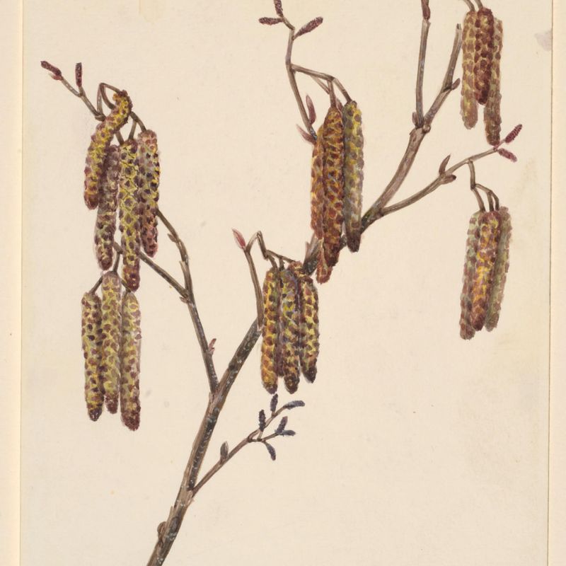 Hazel Alder (Alnus regosa)