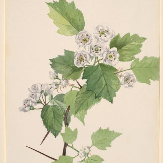 Thicket Hawthorn (Crataegus coccinea)