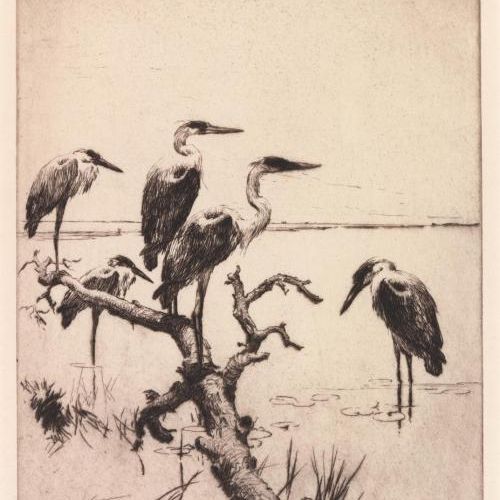 Herons at Rest