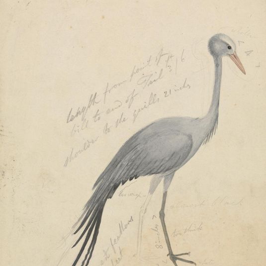 A Crane