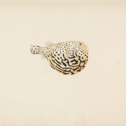 Unidentified Fish