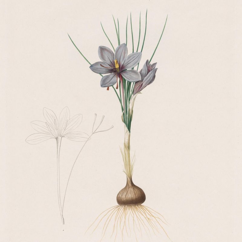 Les Liliacées:  Crocus Sativus