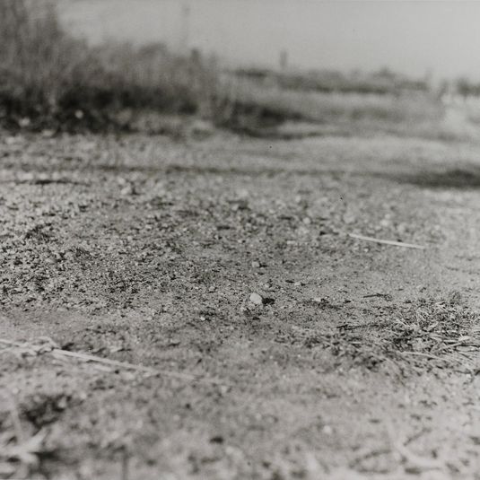 Untitled, from the series The Pond