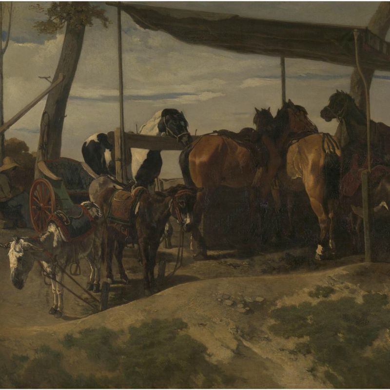 Horses and donkeys for hire
