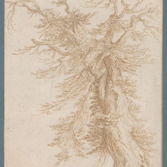 Study of a Tree