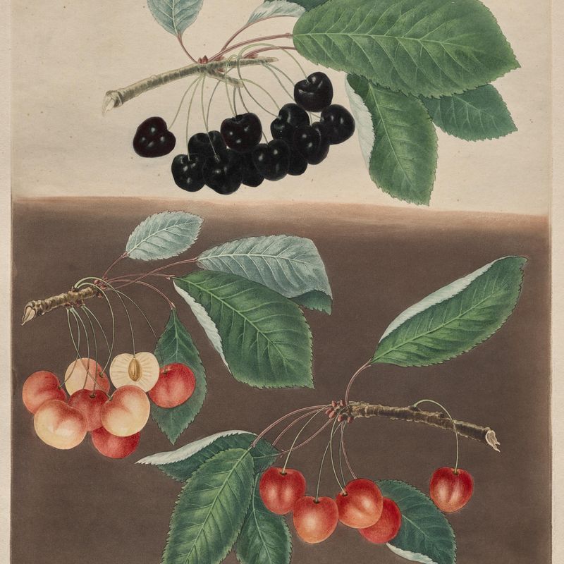 Pomona Britannica: No. 10 - Cherries