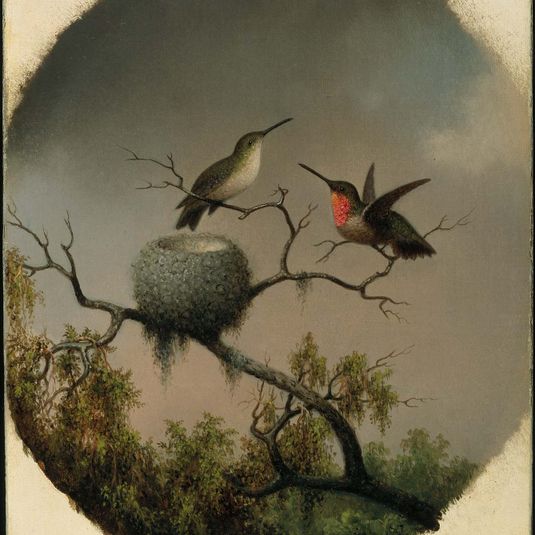 Hummingbirds with Nest