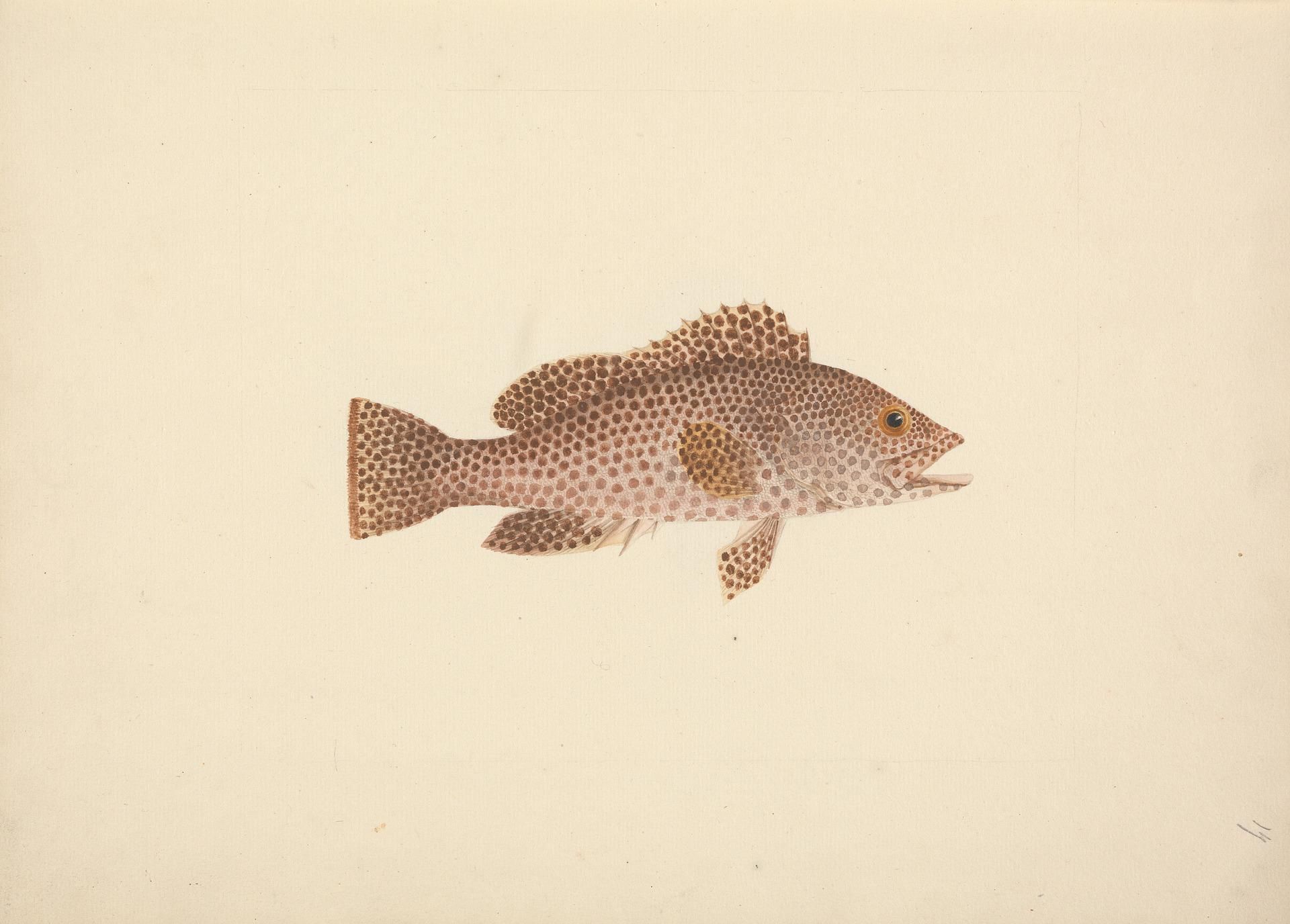 Object Image