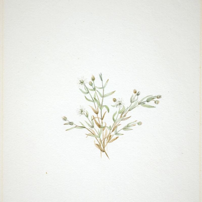 Stelleria leata